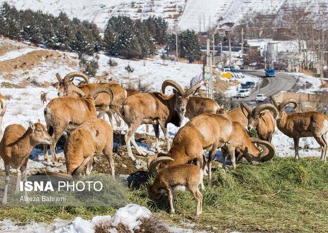 به حیات وحش پناه دهید، کدام حیات وحش در برف به پایین دست به حیات وحش پناه دهید، کدام حیات وحش در برف به پایین دست می آیند؟