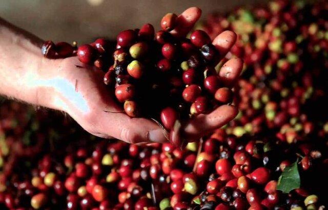 بزرگترین تولیدکنندگان دانه قهوه جهان کدامند؟ بزرگترین تولیدکنندگان دانه قهوه جهان کدامند؟