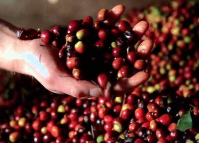 بزرگترین تولیدکنندگان دانه قهوه جهان کدامند؟