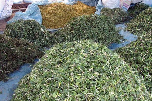 فرآوری هزار و 920 تن گیاه دارویی در لرستان فرآوری هزار و 920 تن گیاه دارویی در لرستان