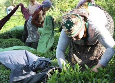 خاتمه برداشت چین بهاره برگ سبز چای در گیلان