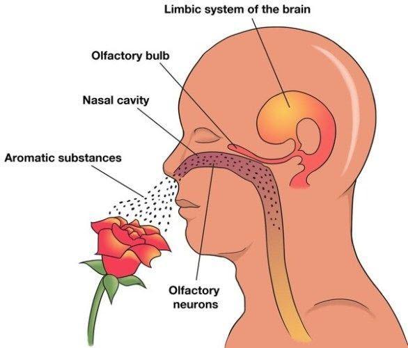 هر کم شدن حس بویایی ای به خاطر کرونا نیست! هر کم شدن حس بویایی ای به خاطر کرونا نیست!