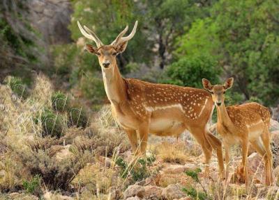 مرگ یک آهو و گوزن قرمز در جهت انتقال!
