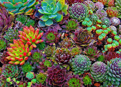 همه چیز در مورد ساکولنت ها