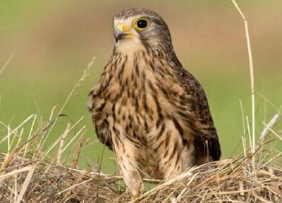 چهار گروه صیاد حرفه ای پرندگان شکاری در خراسان رضوی منهدم شدند