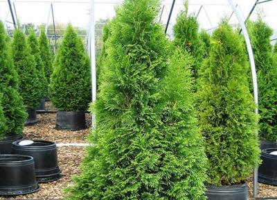 کاج نوئل؛ نحوه مراقبت، تکثیر و نگهداری