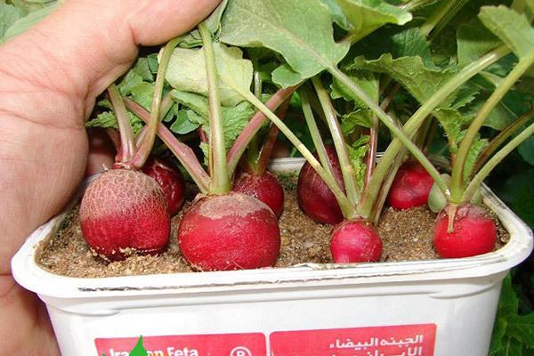 چگونه تربچه را در گلدان بکاریم؟ (روش کاشت تربچه در خانه) چگونه تربچه را در گلدان بکاریم؟ (روش کاشت تربچه در خانه)