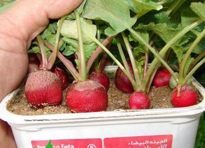 چگونه تربچه را در گلدان بکاریم؟ (روش کاشت تربچه در خانه)