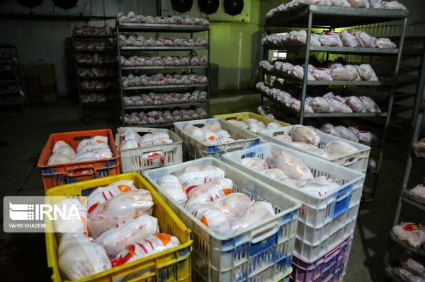 خبرنگاران 80 هزار تن گوشت مرغ در لرستان فراوری شد