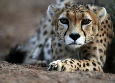 یوزپلنگ ایرانی در اسارت آینده ای دارد؟