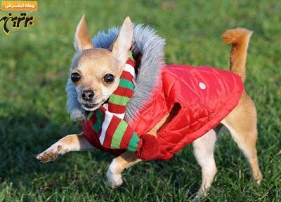 این سگ 1500 دست لباس دارد!