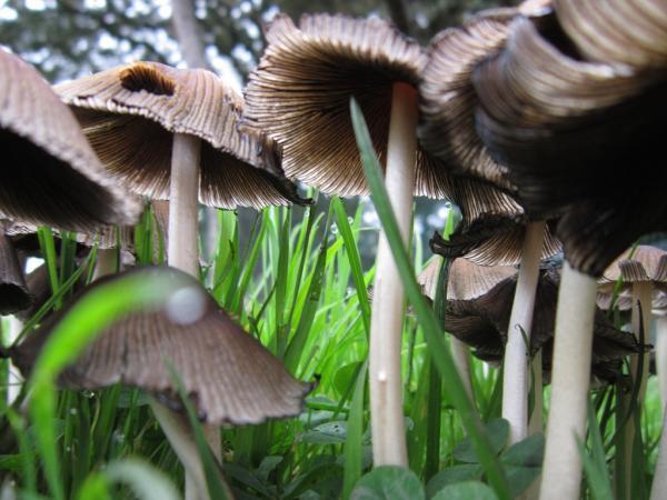 چرا مردم منطقه بالتیک به چیدن قارچ علاقه نشان می دهند