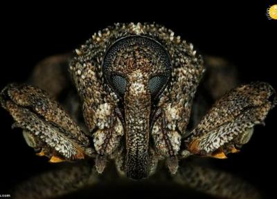 عکاسی میکروسکوپی؛ برندگان نیکون دنیای کوچک 2021