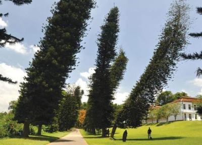 کاج کوک؛ درخت شگفت انگیزی که به سمت استوا رشد می کند