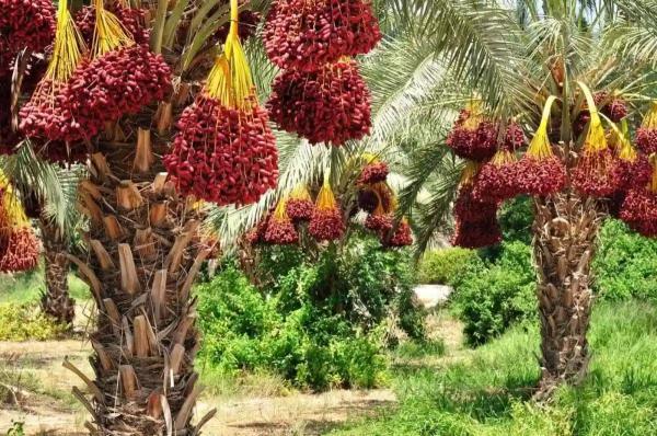 سوغات بوشهر؛ از بوشهر چی بخریم؟ سوغات بوشهر؛ از بوشهر چی بخریم؟